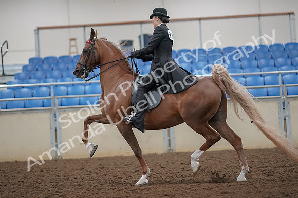 2019 Morgan Horse Show - Aug 30, 2019 - 25100