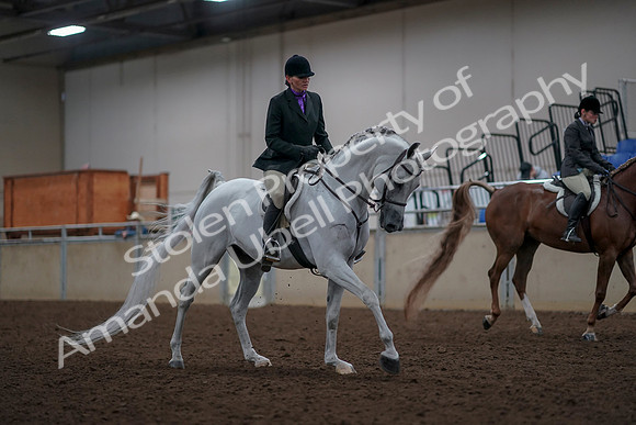 2019 Morgan Horse Show - Aug 31, 2019 - 16106