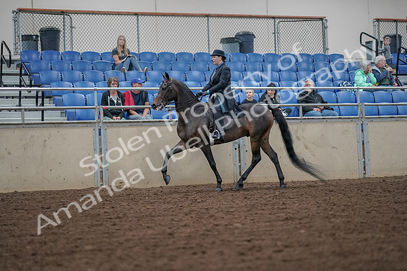 2019 Morgan Horse Show - Aug 30, 2019 - 15371