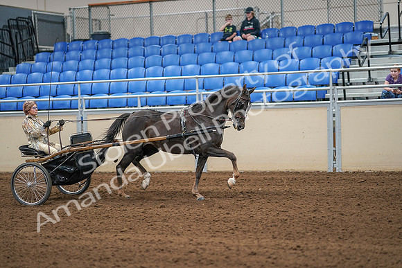 2020 - AB Morgan Horse - Sat, Sept 05 - 05944