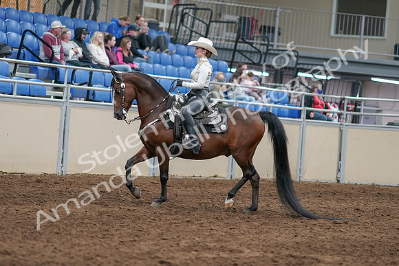2020 - AB Morgan Horse - Sun, Sept 06 - 07459