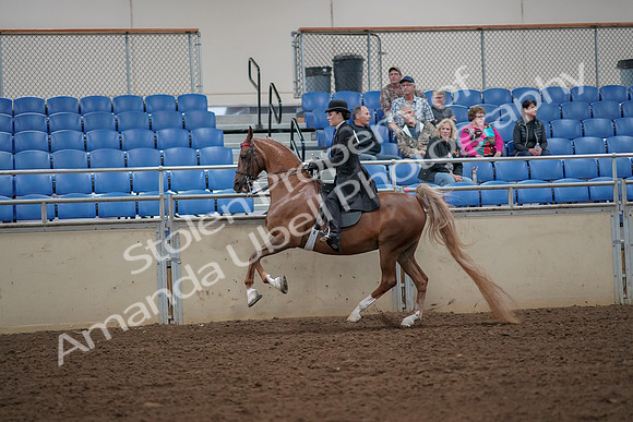 2019 Morgan Horse Show - Aug 30, 2019 - 25165