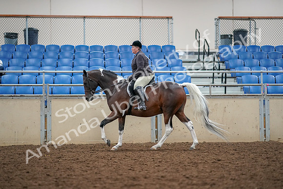 2019 Morgan Horse Show - Aug 30, 2019 - 22338