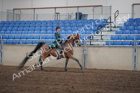 2019 Morgan Horse Show - Sept 01, 2019 - 13403