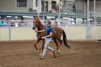 2020 - AB Morgan Horse - Sat, Sept 05 - 00178