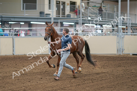 2020 - AB Morgan Horse - Sat, Sept 05 - 00178