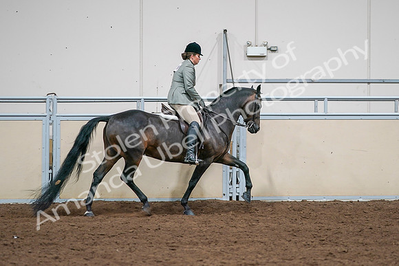 2020 - AB Morgan Horse - Sat, Sept 05 - 14523