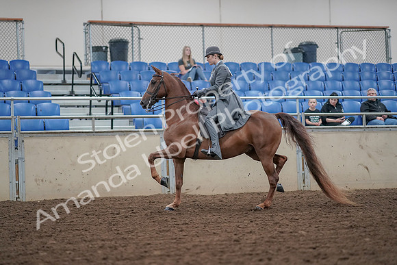 2019 Morgan Horse Show - Aug 30, 2019 - 15364