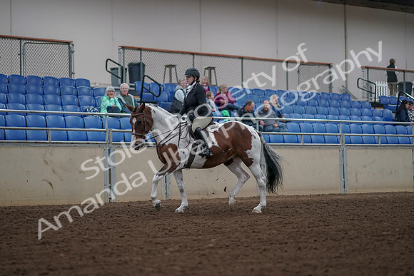 2019 Morgan Horse Show - Aug 30, 2019 - 14850