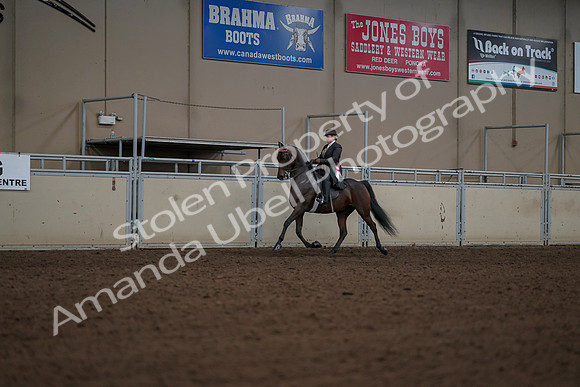 2019 Morgan Horse Show - Aug 30, 2019 - 28290