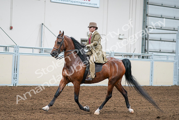 2020 - AB Morgan Horse - Sat, Sept 05 - 08091