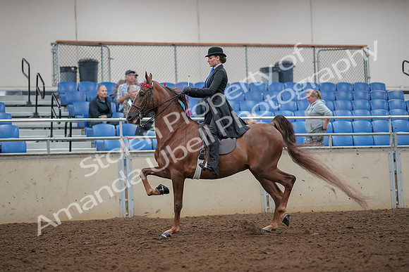 2019 Morgan Horse Show - Aug 30, 2019 - 25047