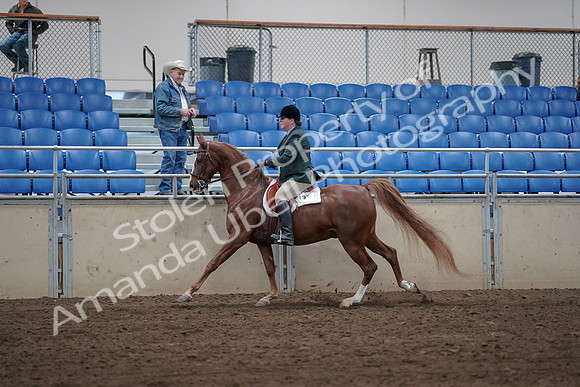 2019 Morgan Horse Show - Sept 01, 2019 - 12319