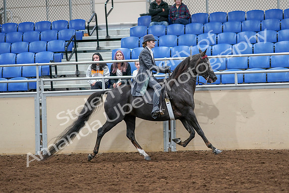 2020 - AB Morgan Horse - Sat, Sept 05 - 13955