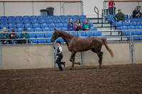 2019 Morgan Horse Show - Aug 31, 2019 - 02594