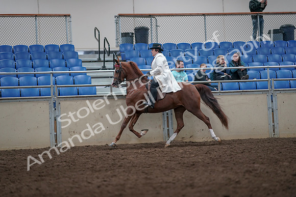 2019 Morgan Horse Show - Aug 31, 2019 - 08684