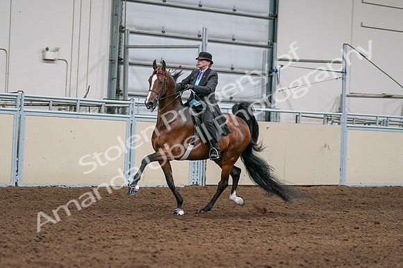 2020 - AB Morgan Horse - Sat, Sept 05 - 12973