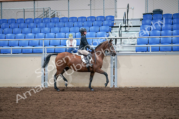 2020 - AB Morgan Horse - Fri, Sept 04 - 02187