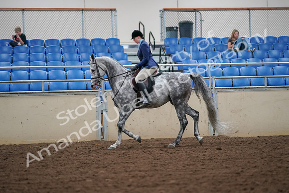2019 Morgan Horse Show - Aug 30, 2019 - 16208