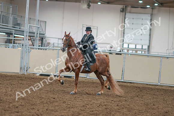 2020 - AB Morgan Horse - Sat, Sept 05 - 07955