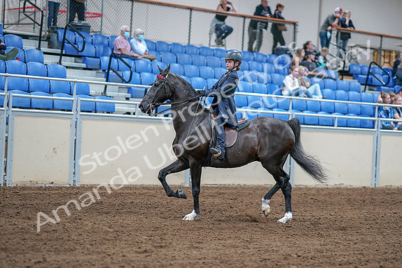 2020 - AB Morgan Horse - Fri, Sept 04 - 06983