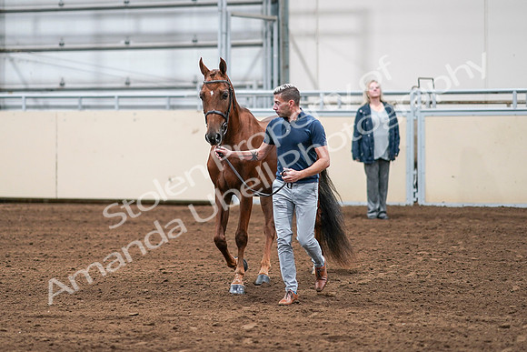 2020 - AB Morgan Horse - Sat, Sept 05 - 00196