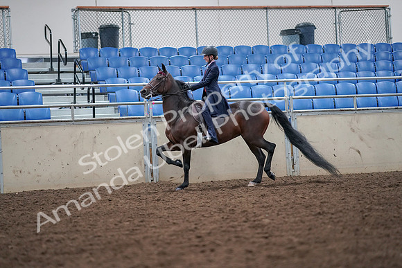 2019 Morgan Horse Show - Aug 30, 2019 - 17793