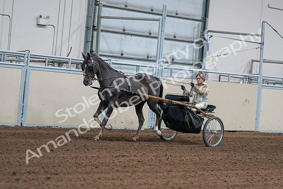 2020 - AB Morgan Horse - Sat, Sept 05 - 05867