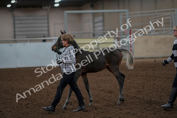 2019 Morgan Horse Show - Aug 30, 2019 - 24859