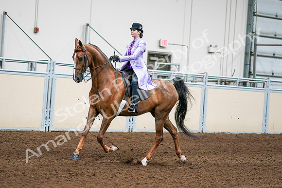 2020 - AB Morgan Horse - Fri, Sept 04 - 04914