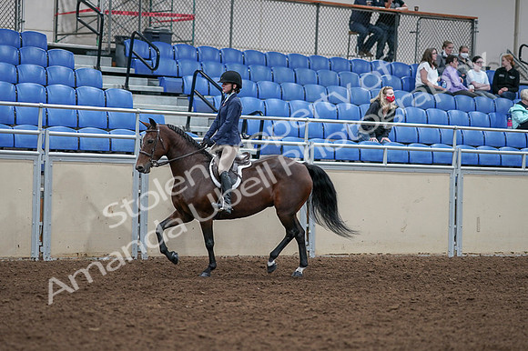 2020 - AB Morgan Horse - Fri, Sept 04 - 05884