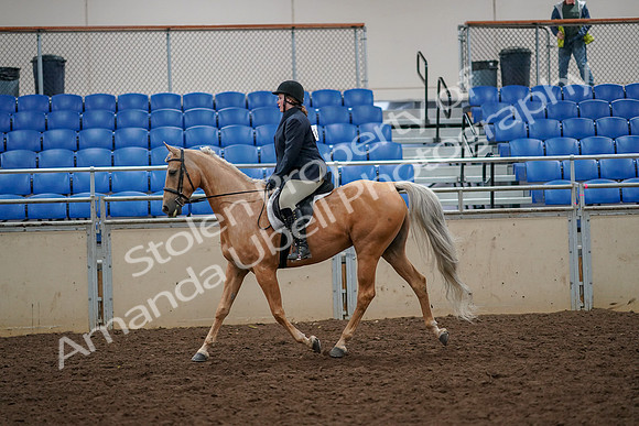 2019 Morgan Horse Show - Aug 30, 2019 - 22186