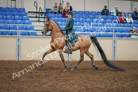 2020 - AB Morgan Horse - Sat, Sept 05 - 13773