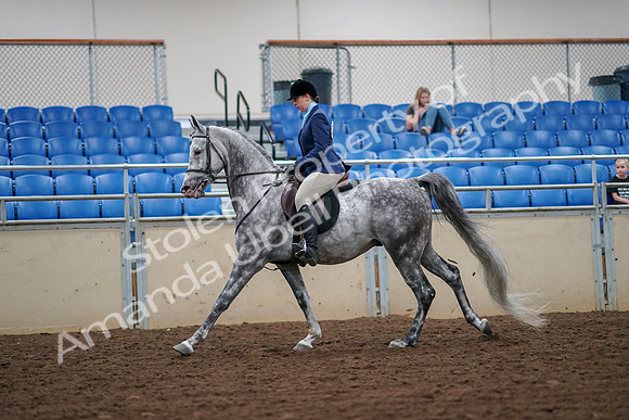 2019 Morgan Horse Show - Aug 30, 2019 - 16299