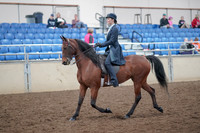2019 Morgan Horse Show - Aug 31, 2019 - 18012