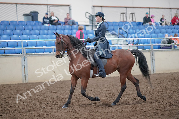 2019 Morgan Horse Show - Aug 31, 2019 - 18012