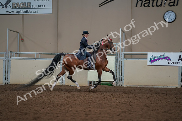 2019 Morgan Horse Show - Aug 30, 2019 - 25218