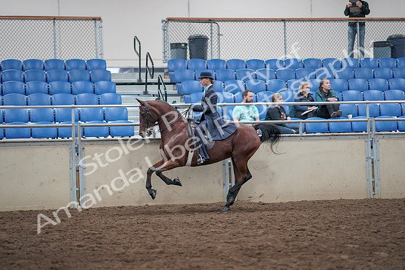 2019 Morgan Horse Show - Aug 31, 2019 - 08764