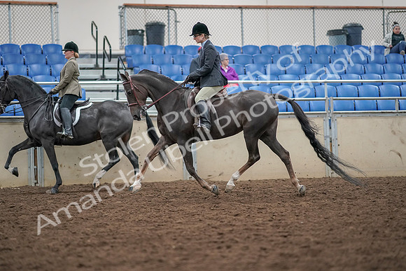 2019 Morgan Horse Show - Aug 30, 2019 - 20063