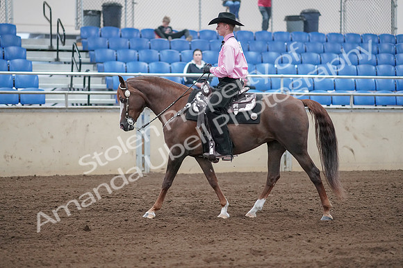 2019 Morgan Horse Show - Sept 01, 2019 - 06830