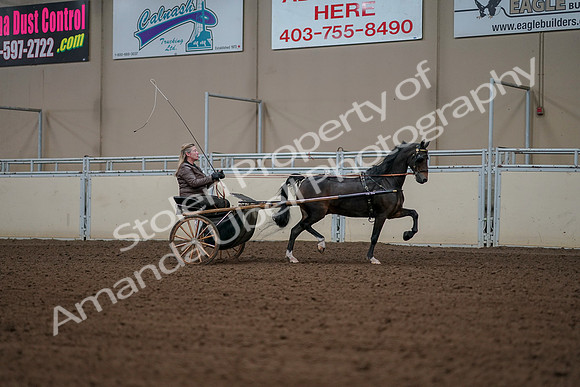 2019 Morgan Horse Show - Aug 30, 2019 - 13362