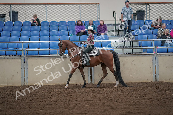 2019 Morgan Horse Show - Aug 30, 2019 - 25927