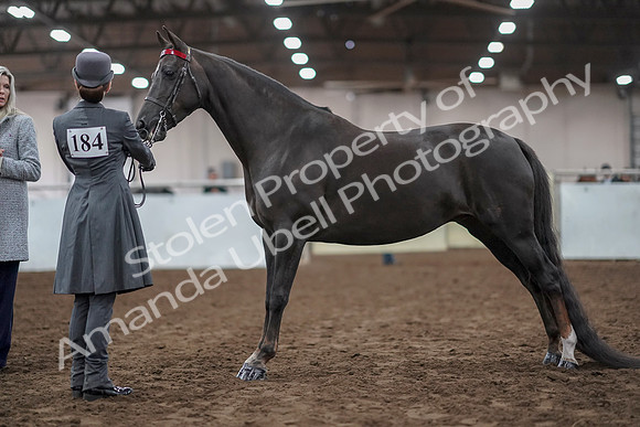 2019 Morgan Horse Show - Aug 31, 2019 - 01959