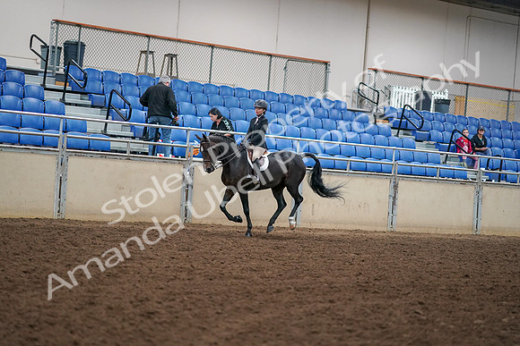 2019 Morgan Horse Show - Aug 30, 2019 - 12270
