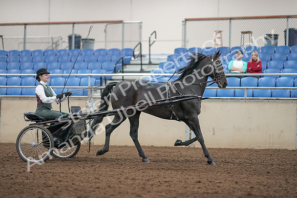 2019 Morgan Horse Show - Aug 31, 2019 - 04725