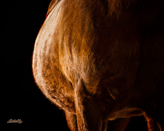Arabians - 056