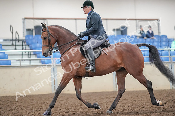 2019 Morgan Horse Show - Aug 30, 2019 - 20477