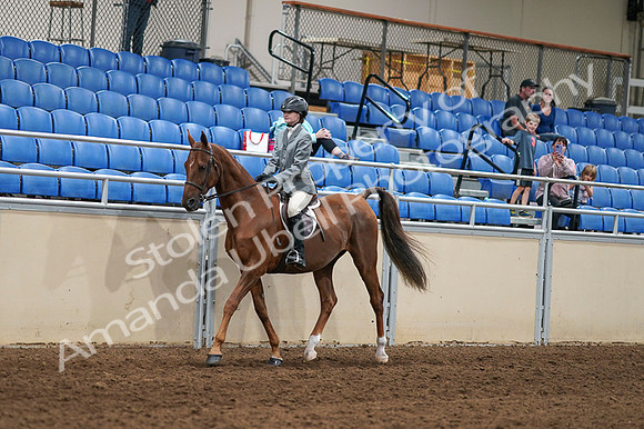 2020 - AB Morgan Horse - Fri, Sept 04 - 02949