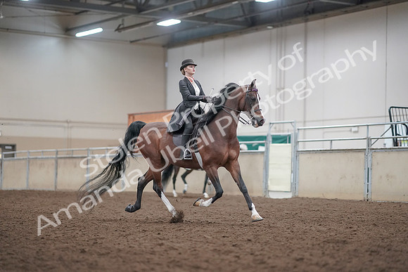 2019 Morgan Horse Show - Aug 31, 2019 - 08887
