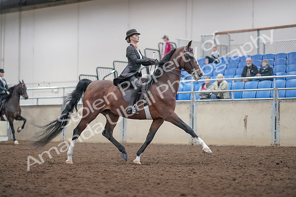2019 Morgan Horse Show - Aug 31, 2019 - 08904